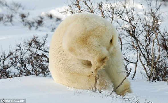 摄影师拍到北极熊雪地玩前滚翻(组图)