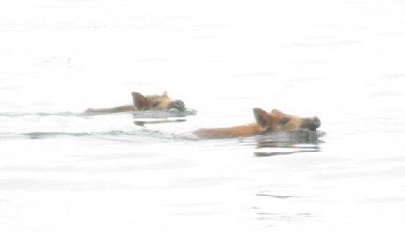 苏格兰恋家小猪漂洋过海游泳回家